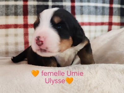 Les chiots de Bouvier Bernois