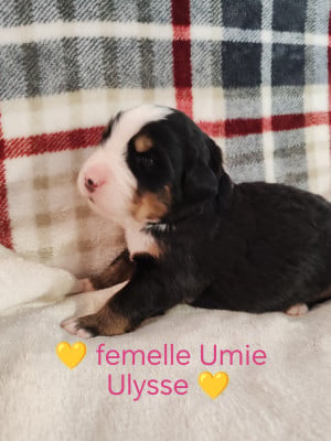 Les chiots de Bouvier Bernois