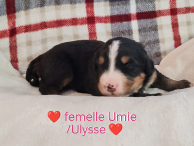 Les chiots de Bouvier Bernois