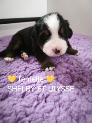 Les chiots de Bouvier Bernois