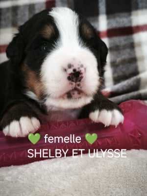 Les chiots de Bouvier Bernois