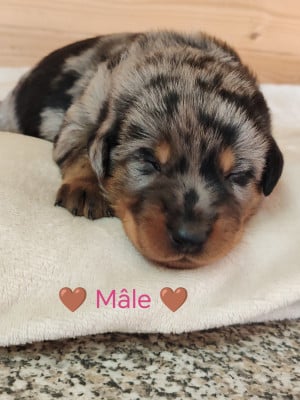 Les chiots de Berger de Beauce