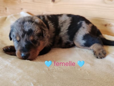 Les chiots de Berger de Beauce