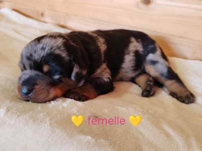Les chiots de Berger de Beauce
