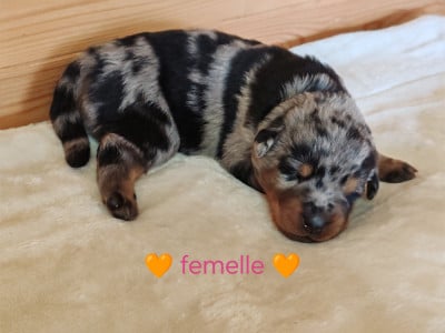 Les chiots de Berger de Beauce