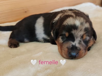 Les chiots de Berger de Beauce
