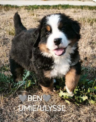 Les chiots de Bouvier Bernois
