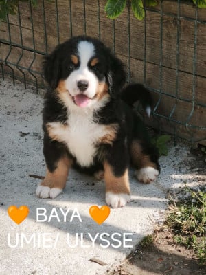 Les chiots de Bouvier Bernois