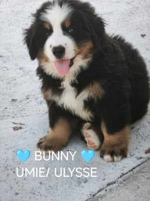 Les chiots de Bouvier Bernois