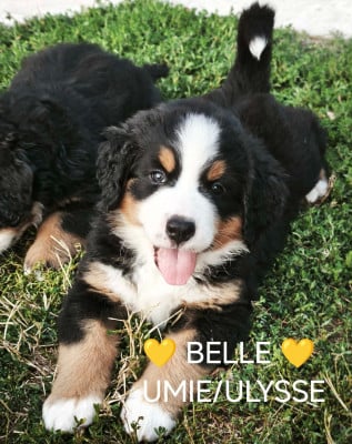 Les chiots de Bouvier Bernois