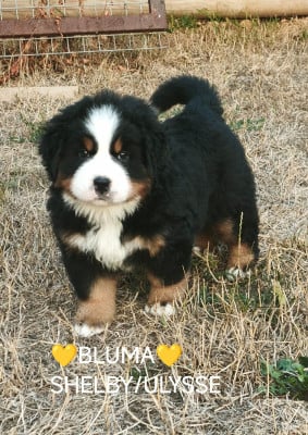 Les chiots de Bouvier Bernois