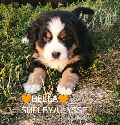Les chiots de Bouvier Bernois