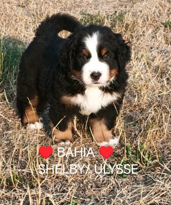 Les chiots de Bouvier Bernois