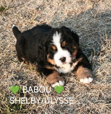 Les chiots de Bouvier Bernois