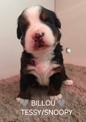 Les chiots de Bouvier Bernois