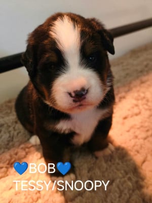 Les chiots de Bouvier Bernois