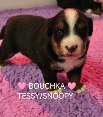 Les chiots de Bouvier Bernois