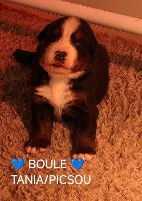 Les chiots de Bouvier Bernois