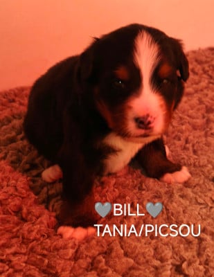 Les chiots de Bouvier Bernois