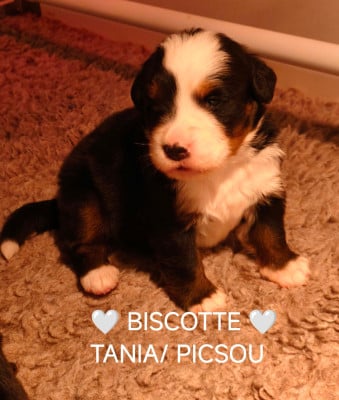 Les chiots de Bouvier Bernois