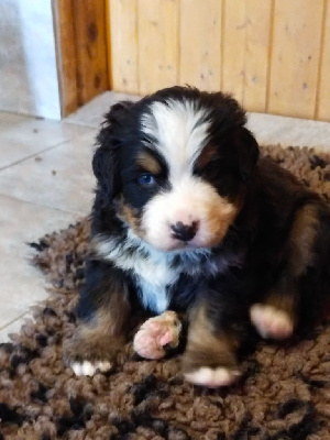 Les chiots de Bouvier Bernois