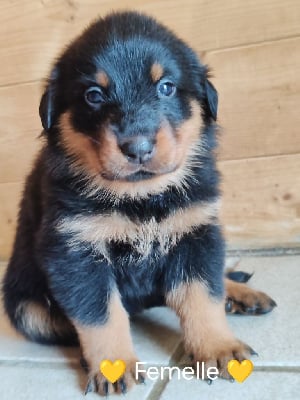 Les chiots de Berger de Beauce