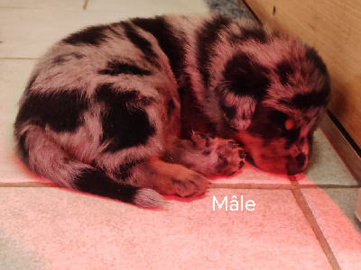 Les chiots de Berger de Beauce