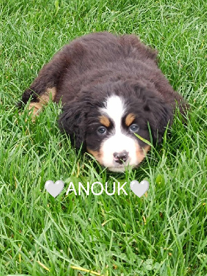 Les chiots de Bouvier Bernois