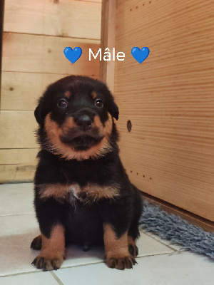 Les chiots de Berger de Beauce