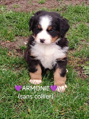 Les chiots de Bouvier Bernois