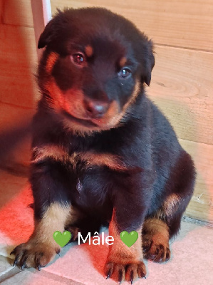 Les chiots de Berger de Beauce