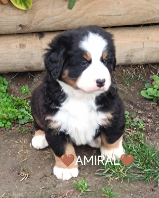 Les chiots de Bouvier Bernois