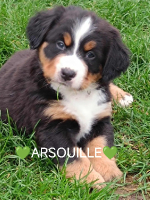 Les chiots de Bouvier Bernois