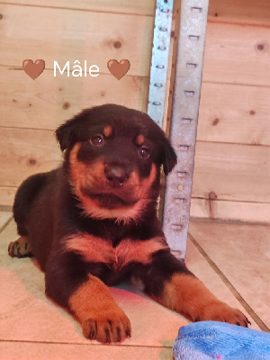 Les chiots de Berger de Beauce