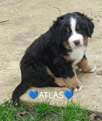 Les chiots de Bouvier Bernois