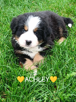 Les chiots de Bouvier Bernois