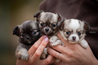 Les chiots de Chihuahua