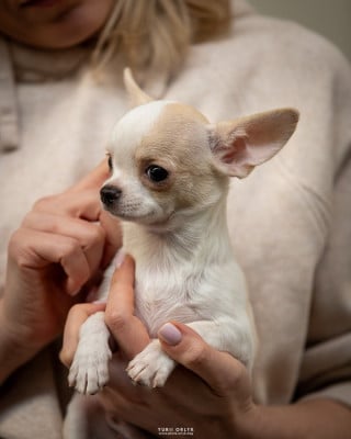 Les chiots de Chihuahua