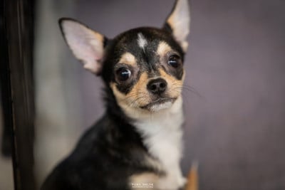 Les chiots de Chihuahua