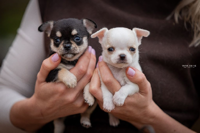 Les chiots de Chihuahua