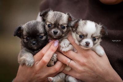 Les chiots de Chihuahua