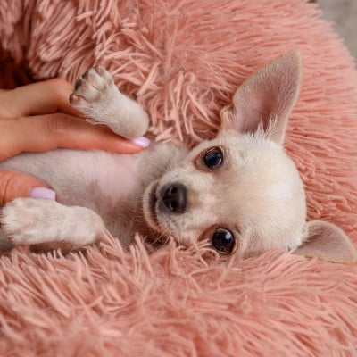 Les chiots de Chihuahua