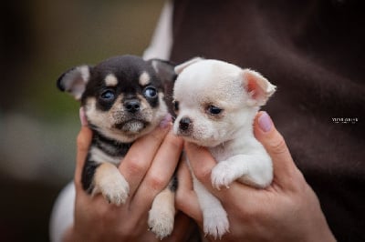 Les chiots de Chihuahua