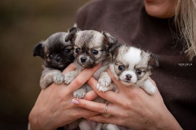 Les chiots de Chihuahua