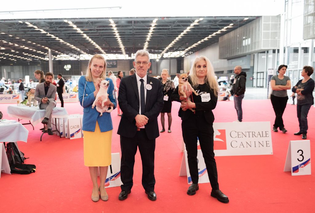 CH. lookum Deyton - exl 1, European Veteran Winner 2022