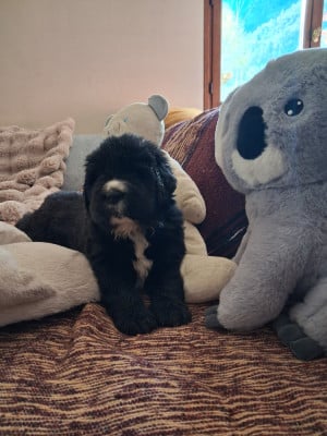 Les chiots de Terre-neuve