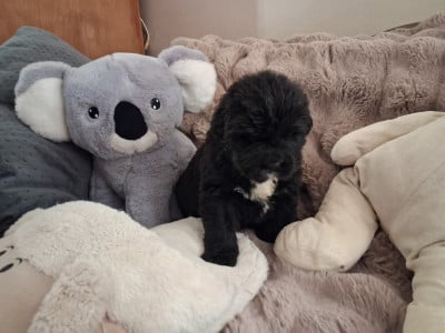 Les chiots de Terre-neuve