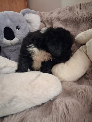 Les chiots de Terre-neuve