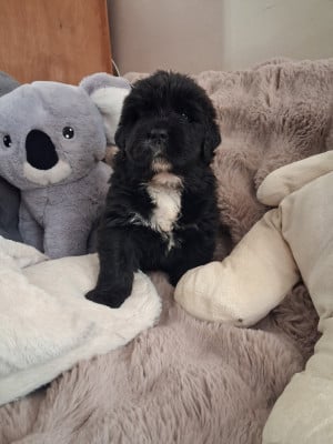 Les chiots de Terre-neuve