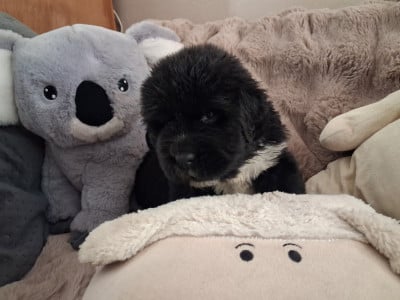 Les chiots de Terre-neuve